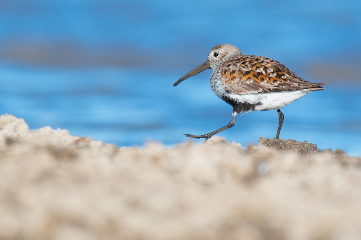 Dunlin - Ian Hearn