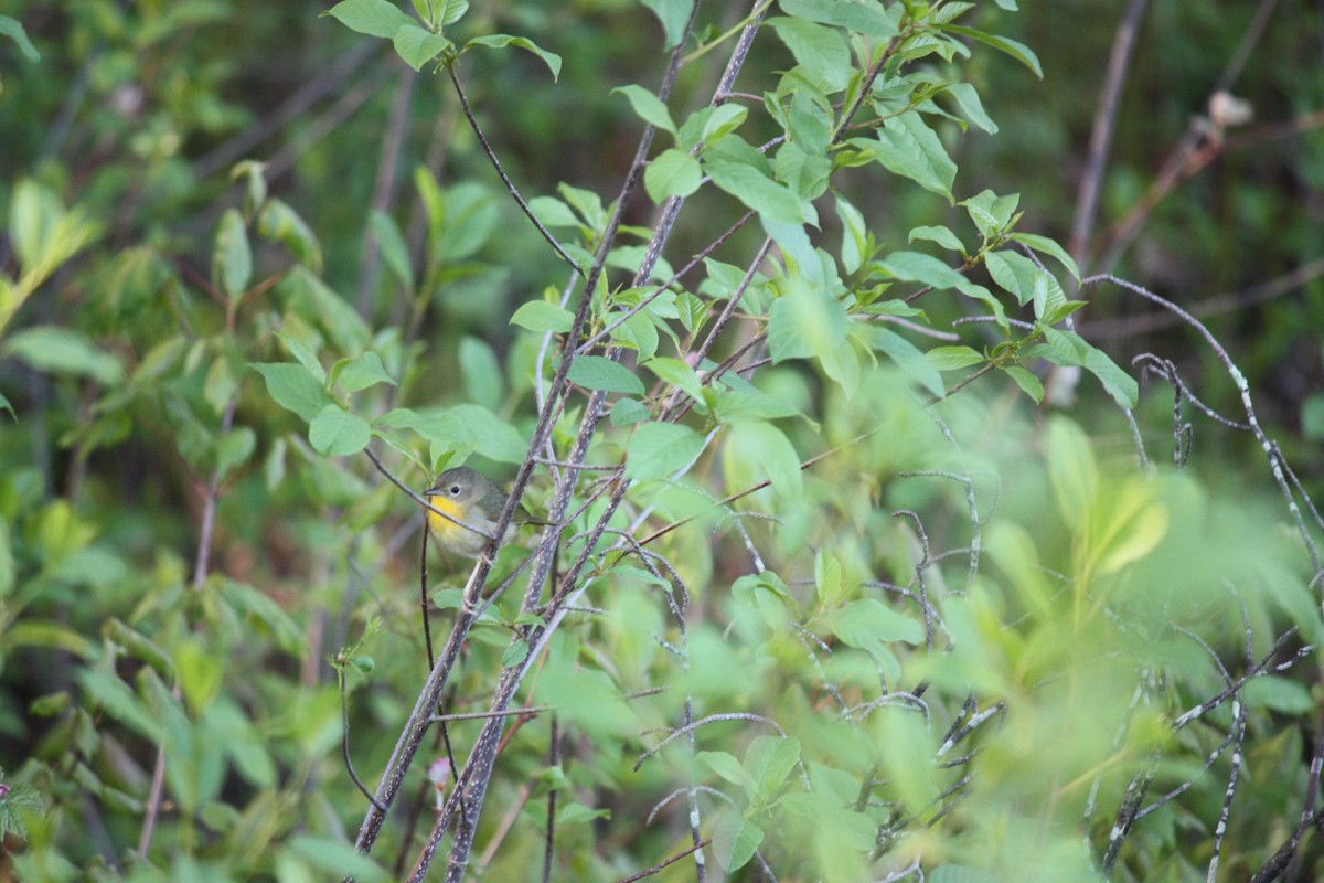 Common Yellowthroat - ML339434021