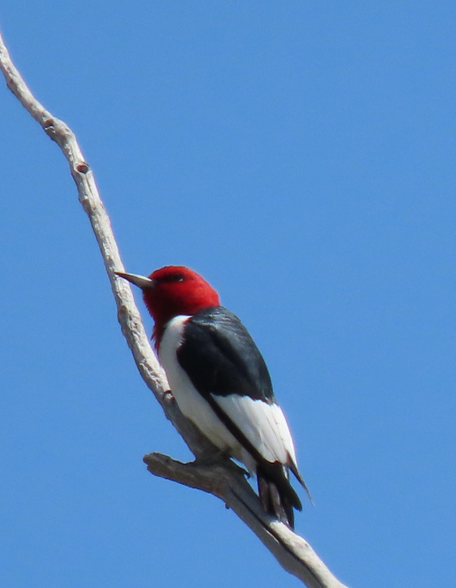 Red-headed Woodpecker - ML339434341