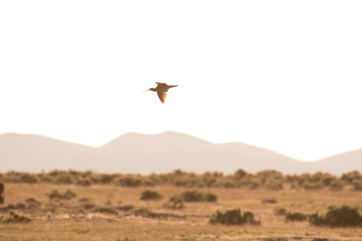 Long-billed Curlew - Ian Hearn