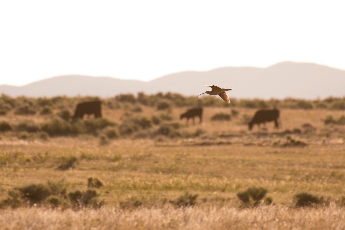 Long-billed Curlew - ML339438051