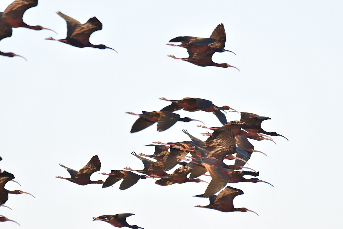 ibis americký - ML339438451
