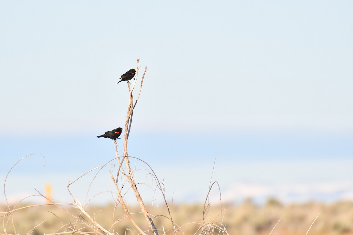 Red-winged Blackbird - Ian Hearn