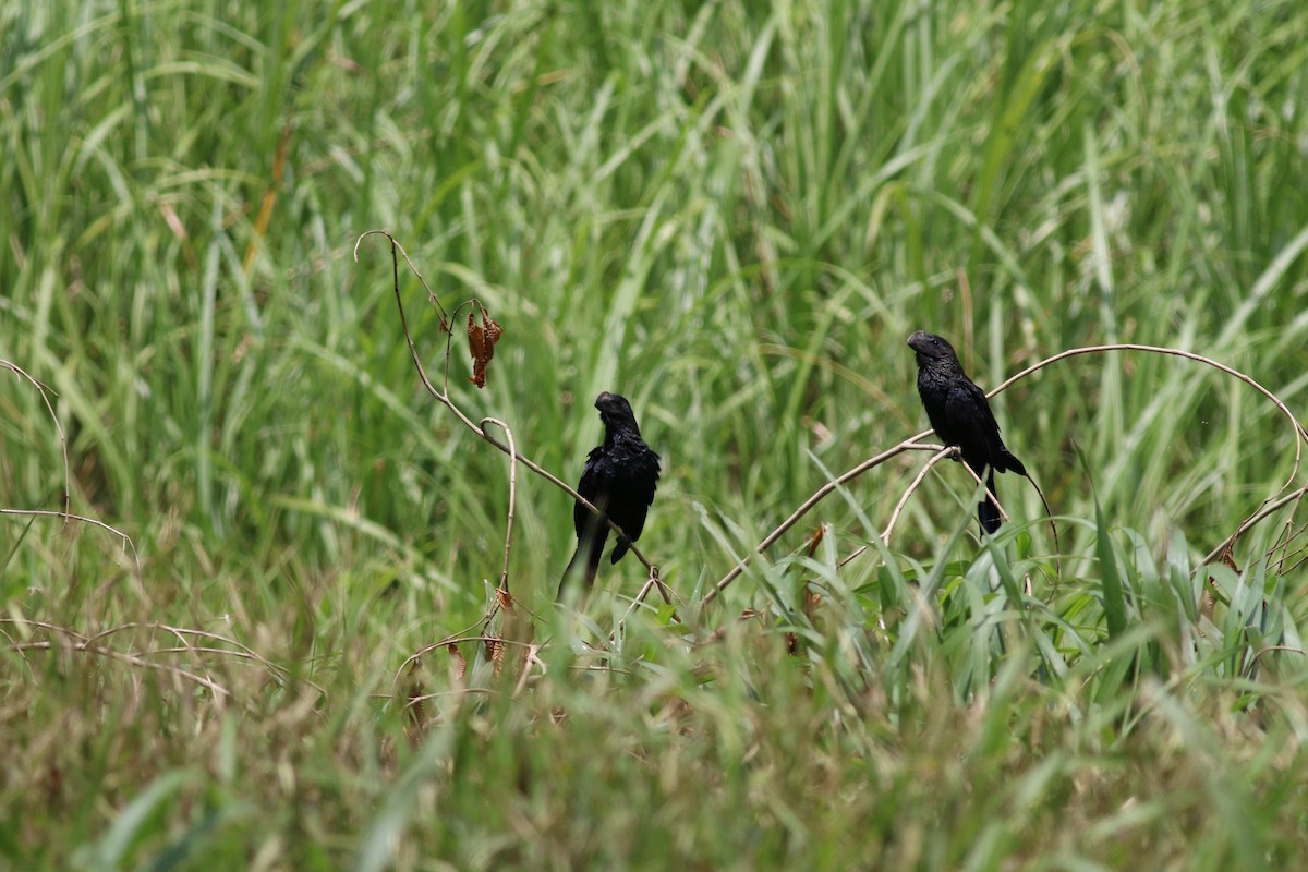 Smooth-billed Ani - Oliver Burton