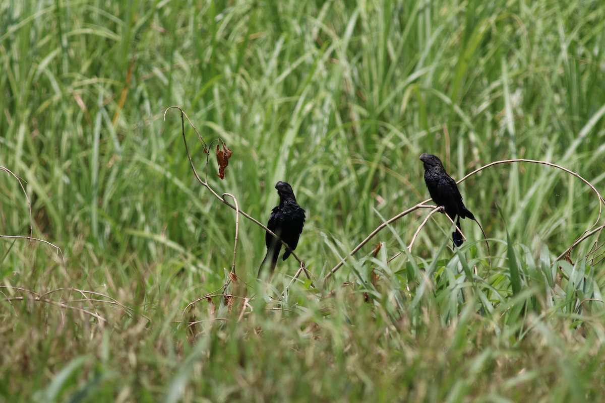 Smooth-billed Ani - ML33943911