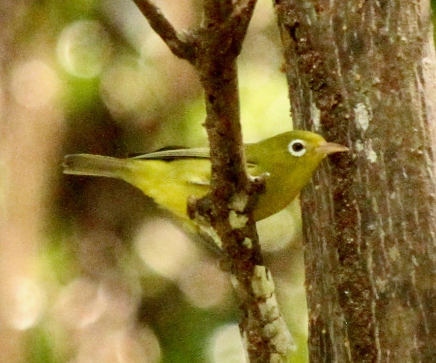 Louisiade White-eye - ML339439571