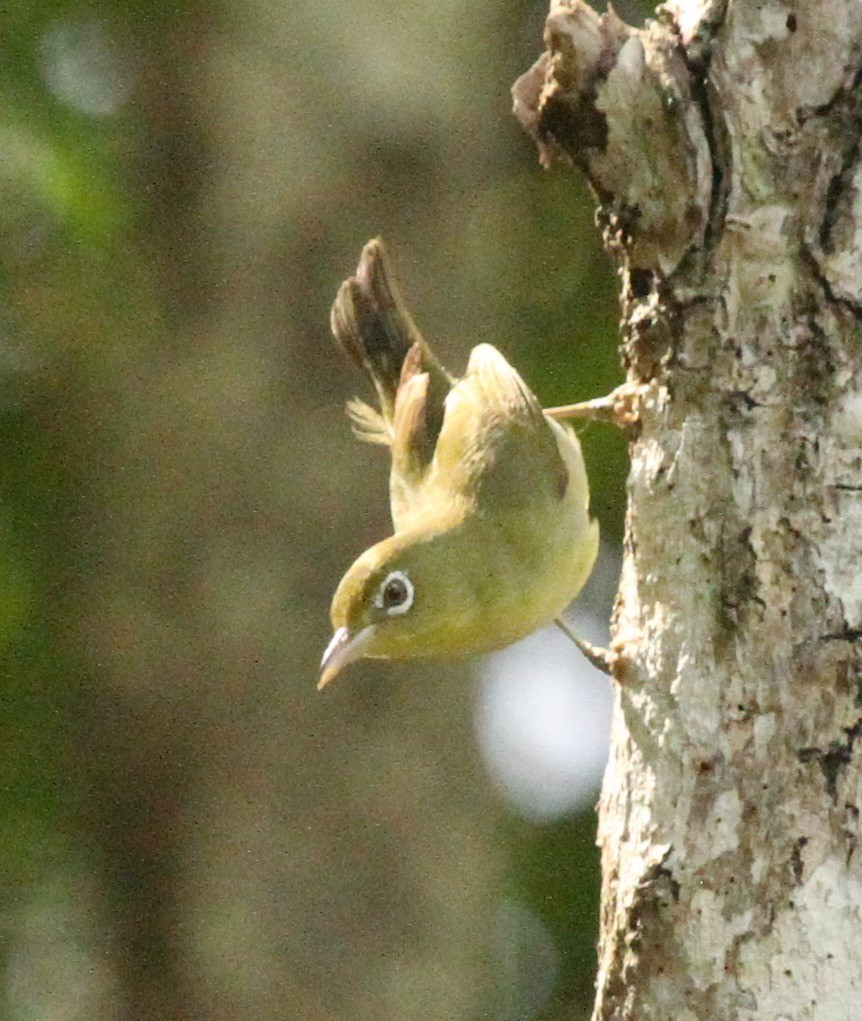 Louisiade White-eye - ML339439591