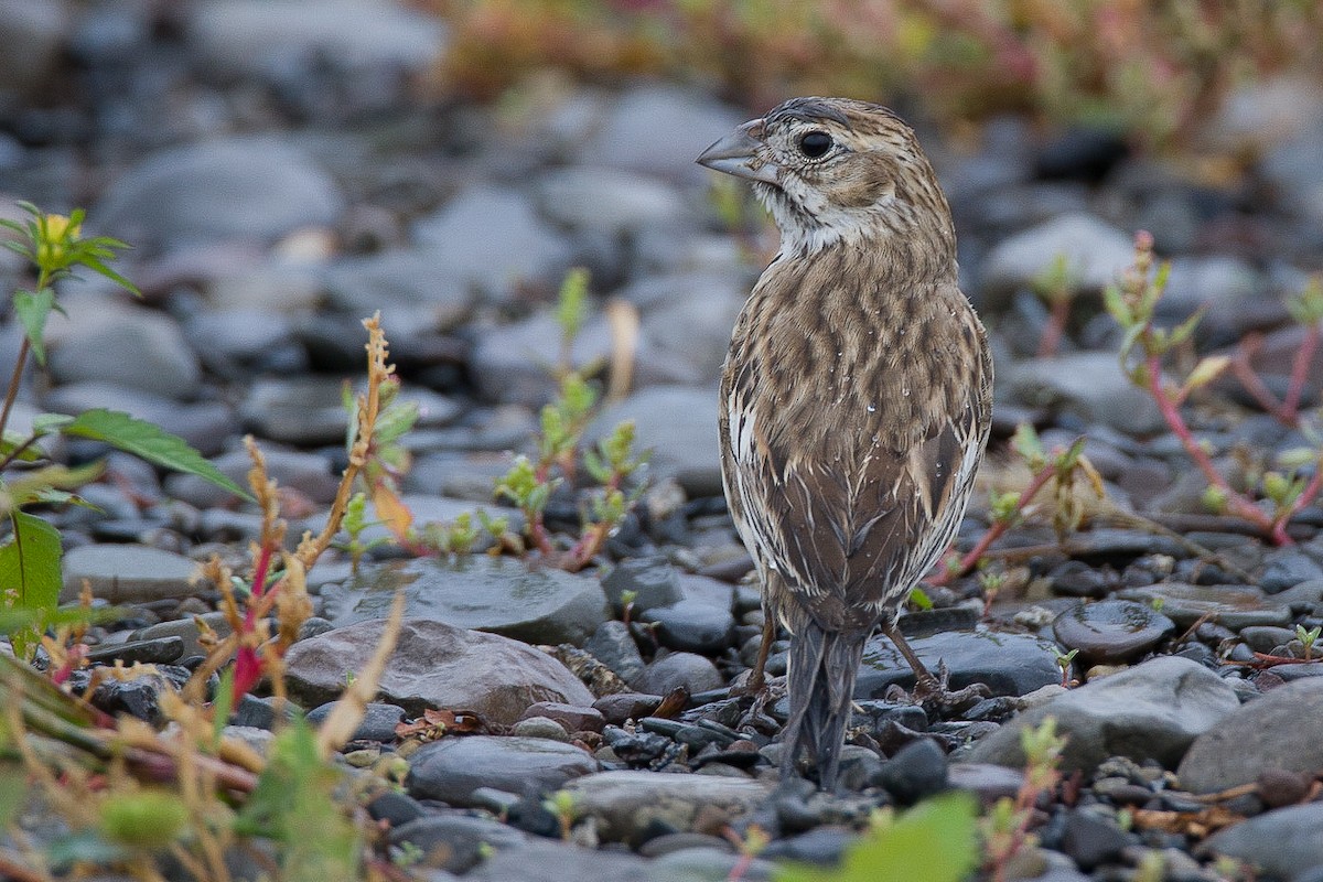 Lark Bunting - ML33944421