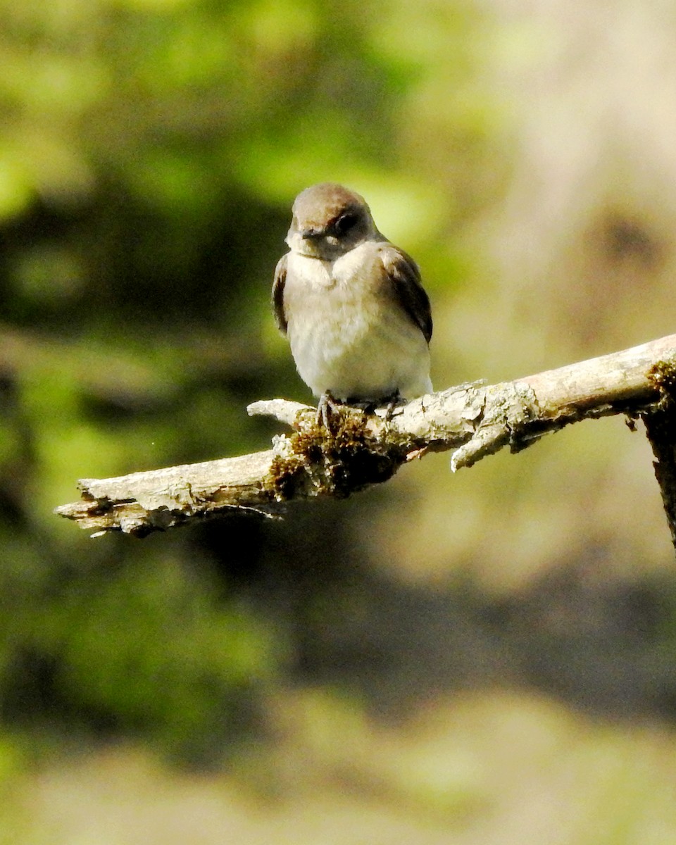 Northern Rough-winged Swallow - Karen Zeleznik