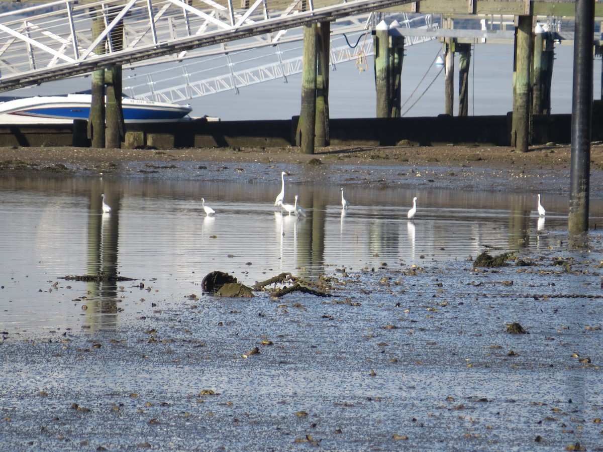 Snowy Egret - ML339445441