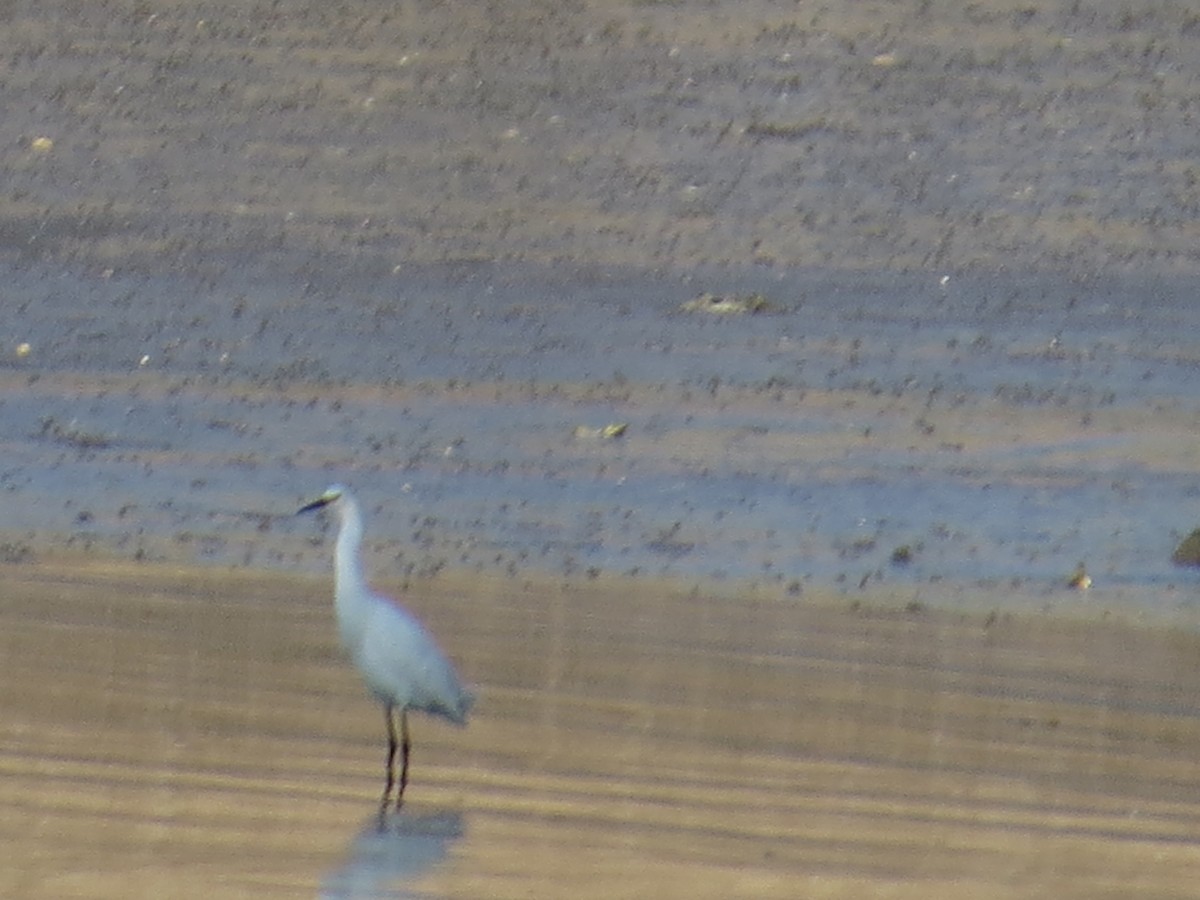 Snowy Egret - ML339445531