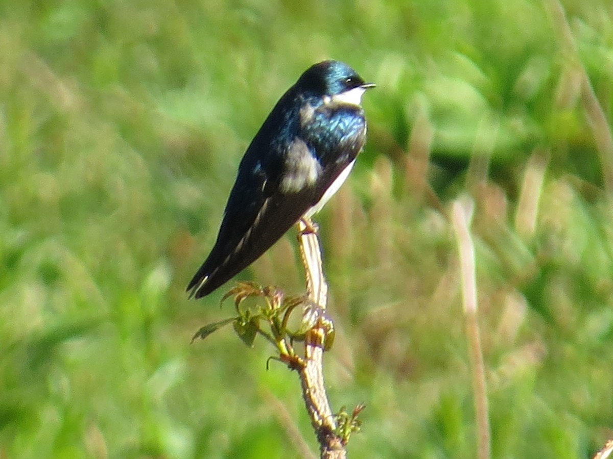 Tree Swallow - ML339445801