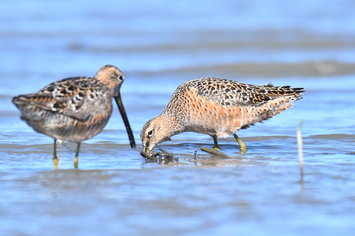 Long-billed Dowitcher - Ian Hearn