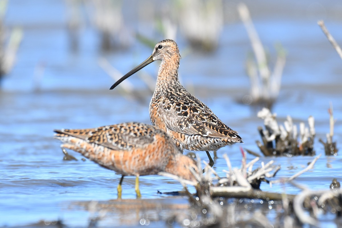 Long-billed Dowitcher - Ian Hearn