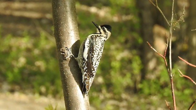 Yellow-bellied Sapsucker - ML339446691