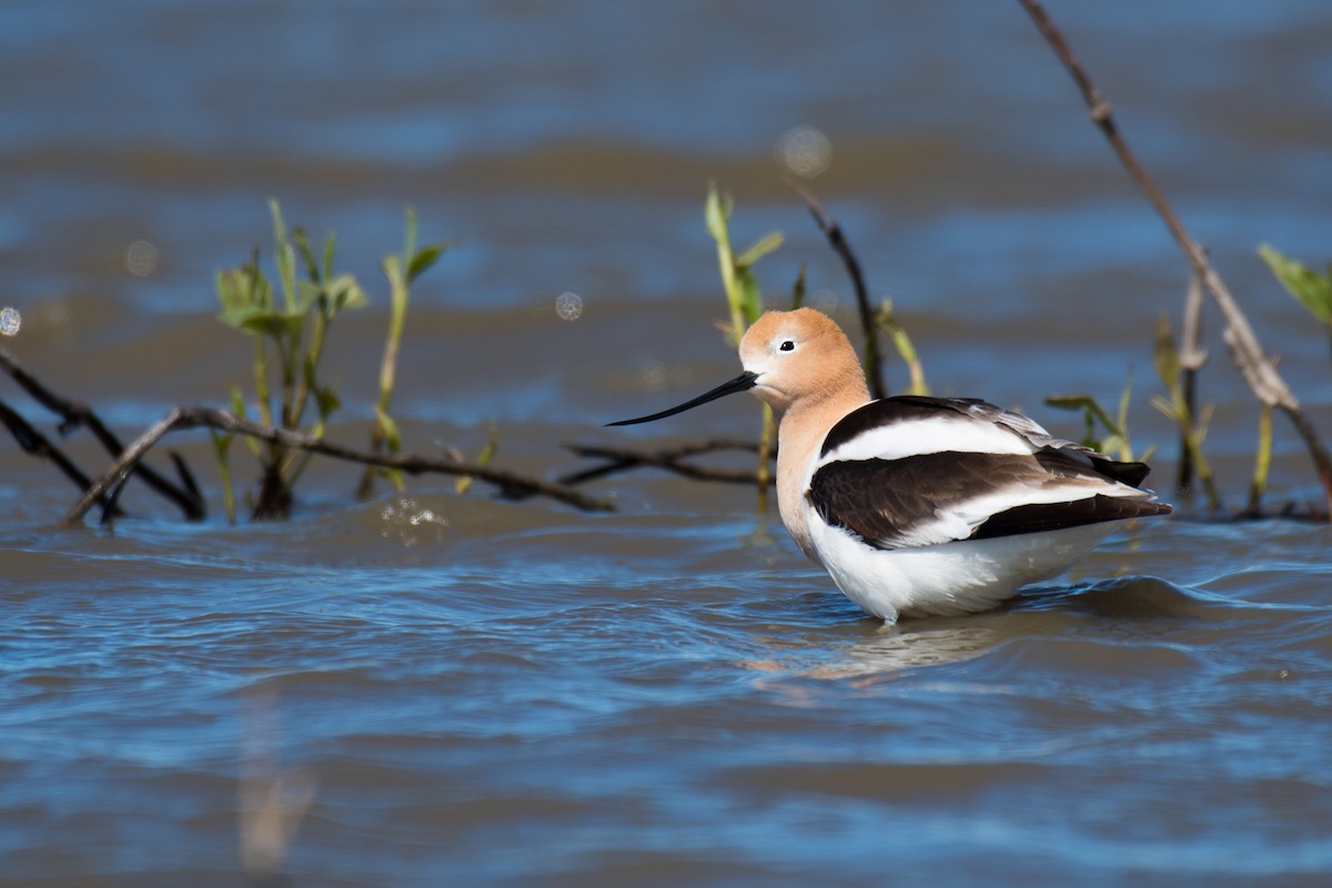 American Avocet - Ian Hearn