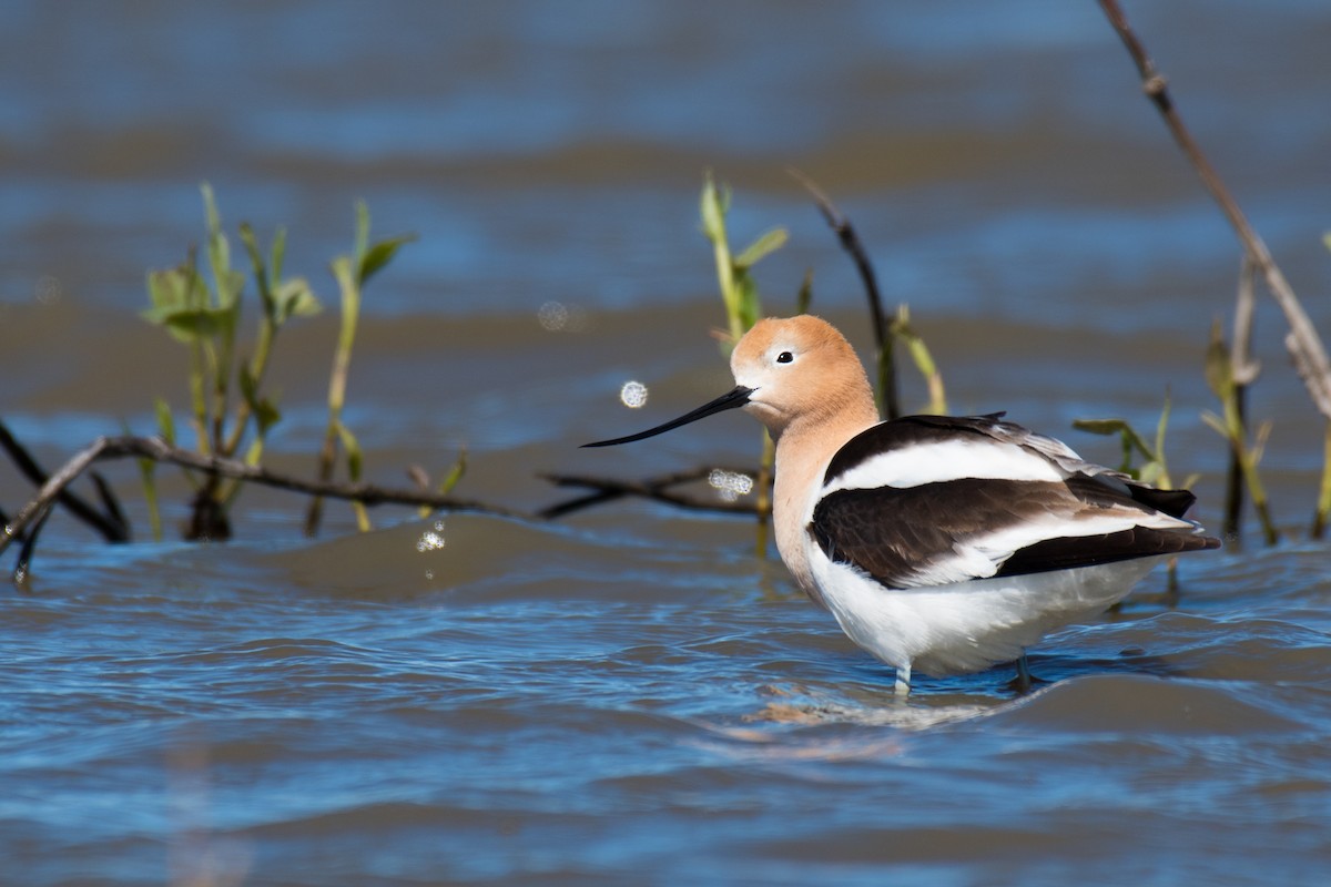 Avocette d'Amérique - ML339447041