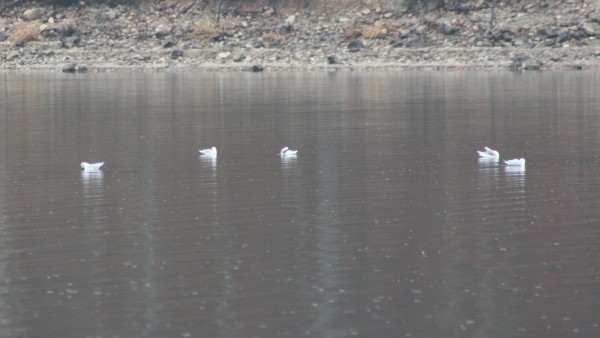 Bonaparte's Gull - ML33944831