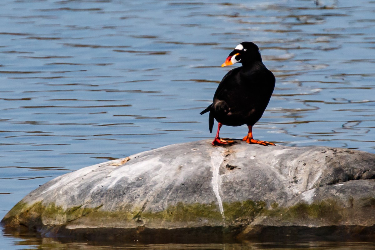 Surf Scoter - ML339450471