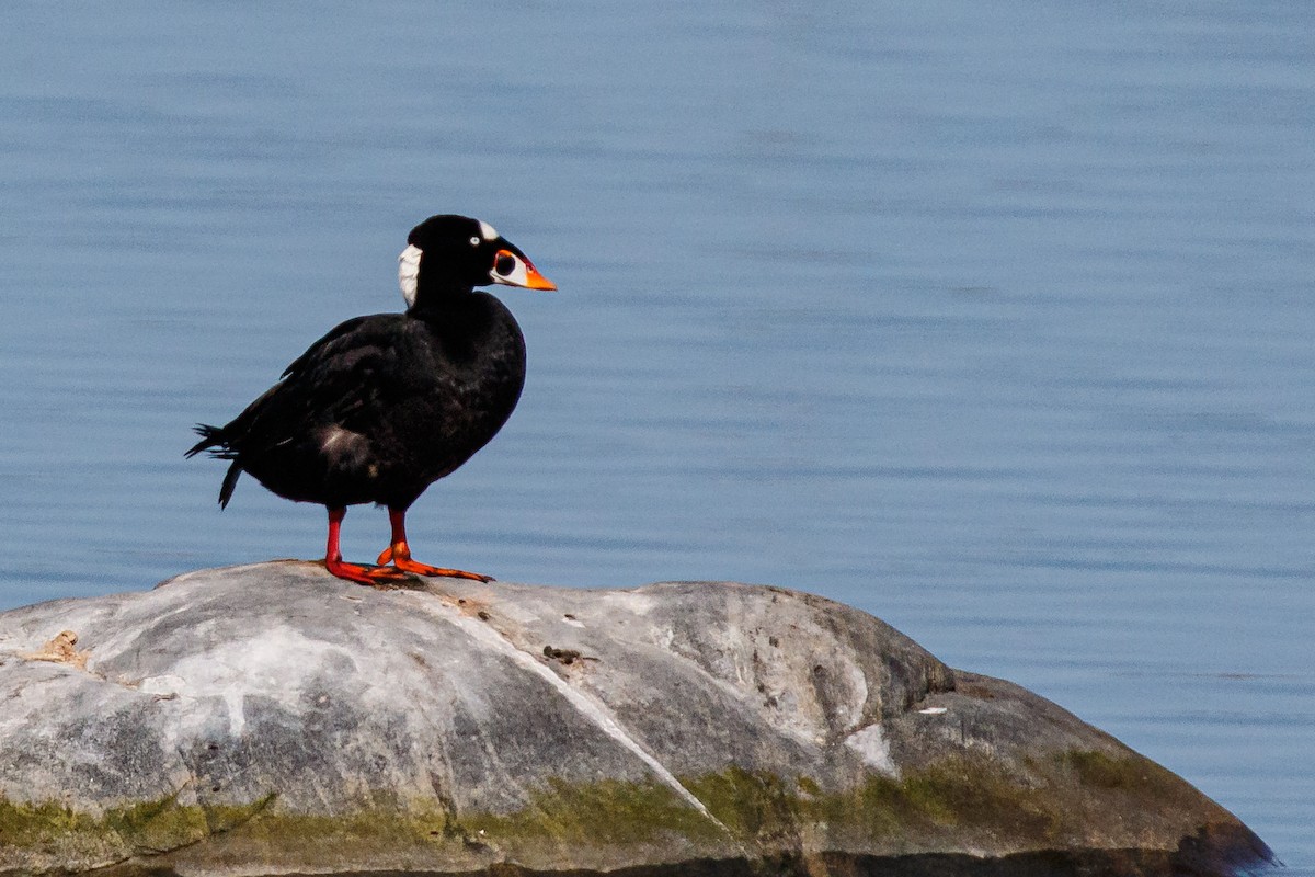 Surf Scoter - ML339450501