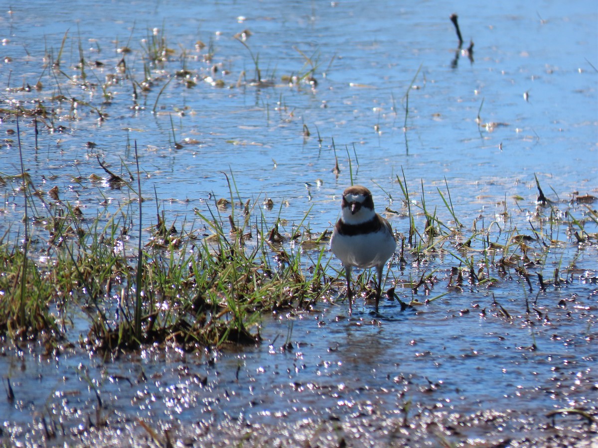 Semipalmated Plover - ML339451281