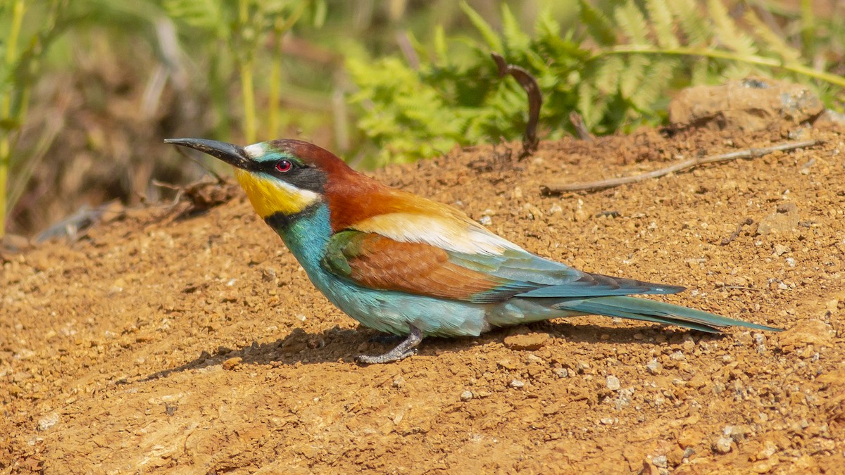 European Bee-eater - ML339452451