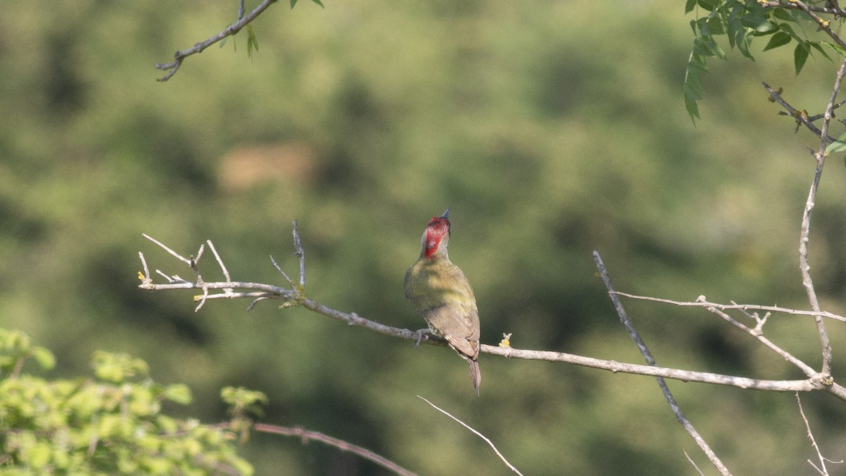 Eurasian Green Woodpecker - ML339452511