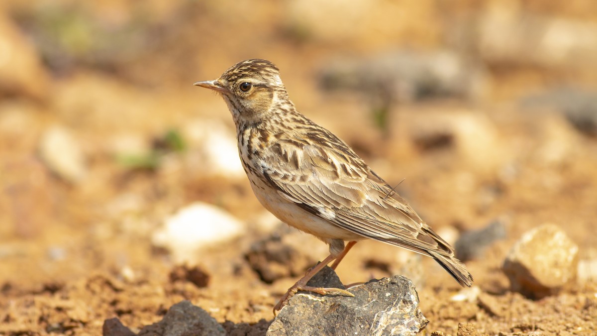 Wood Lark - ML339452721