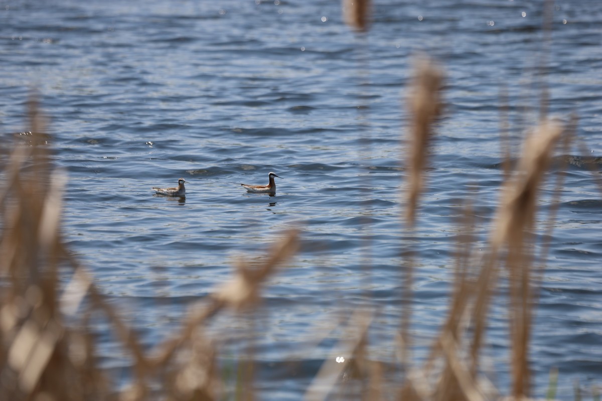 hvithalesvømmesnipe - ML339454361