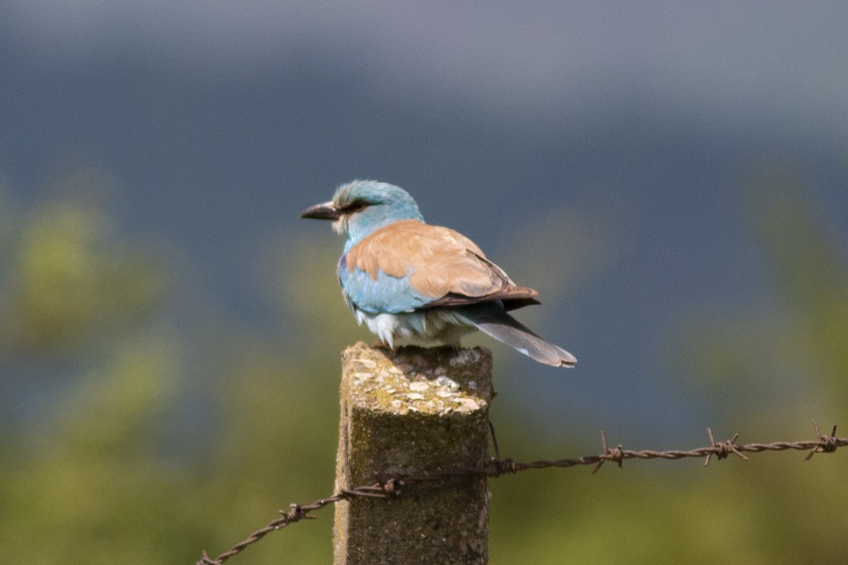 European Roller - ML339454531