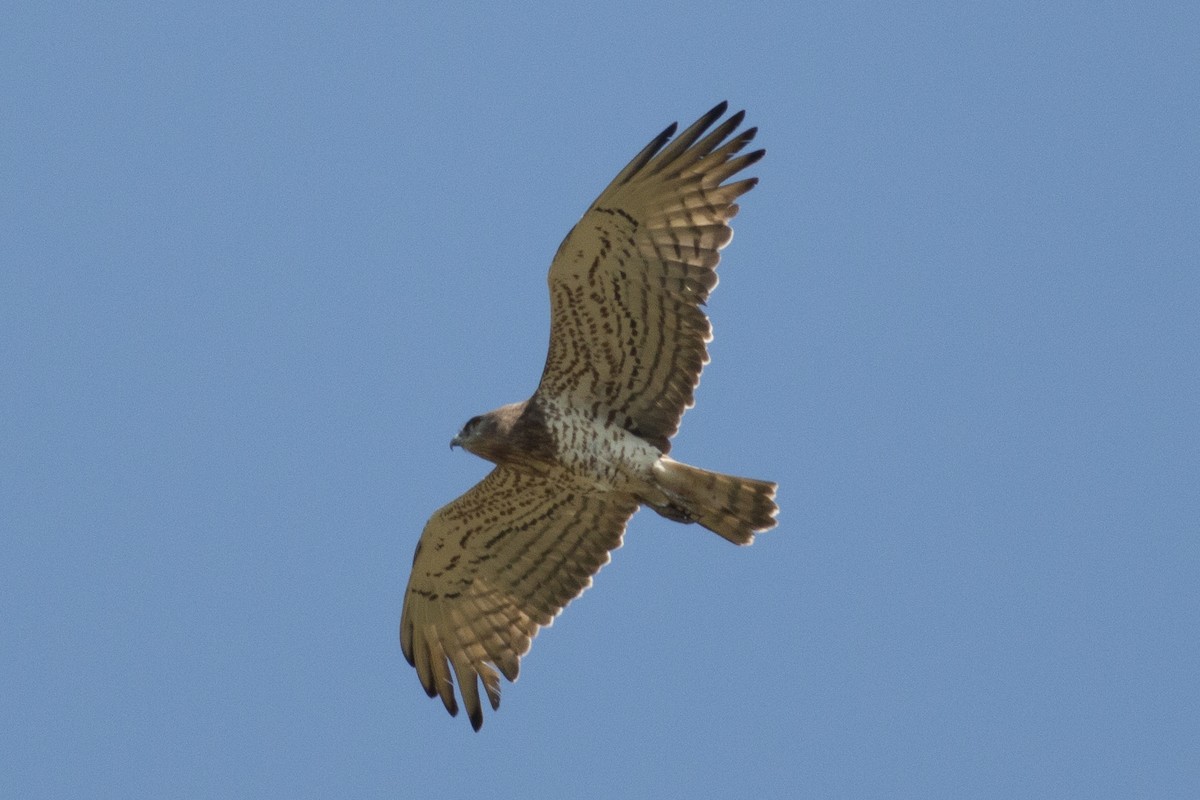 Short-toed Snake-Eagle - ML339455181