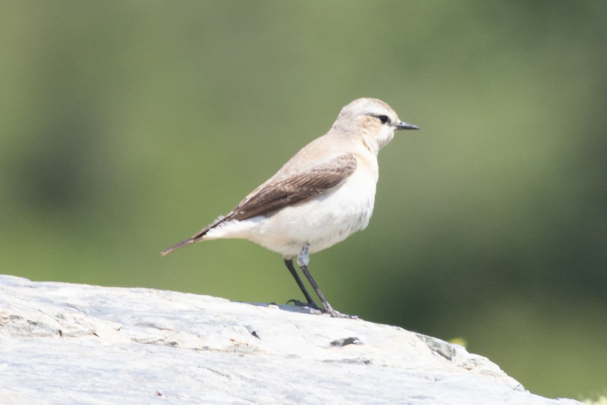 Northern Wheatear - ML339455311