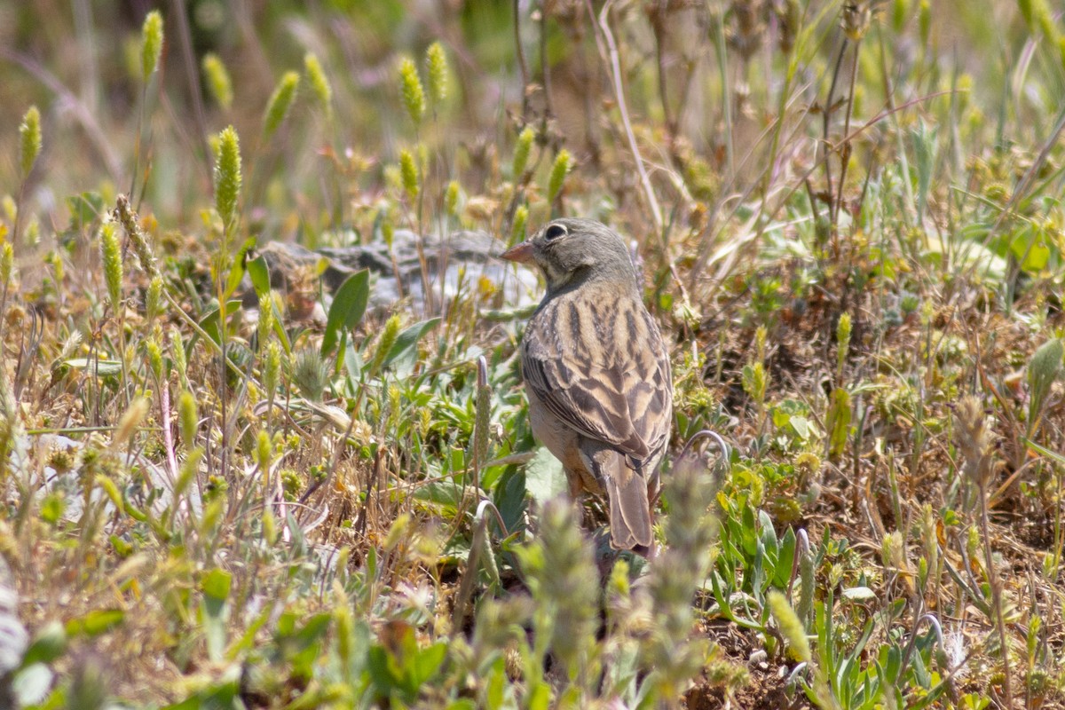 Ortolan Bunting - ML339455421