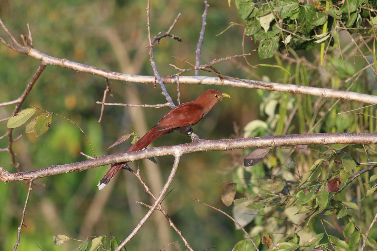 Squirrel Cuckoo (Middle America) - ML33945631