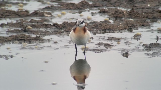 Wilson's Phalarope - ML339456771