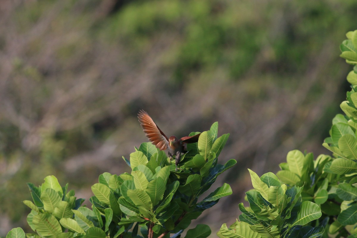 kukačka veverčí (ssp. thermophila) - ML33945681
