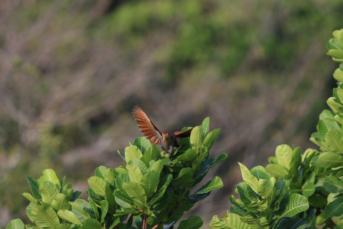 Squirrel Cuckoo (Middle America) - ML33945681