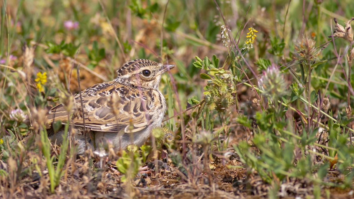 Wood Lark - ML339457551