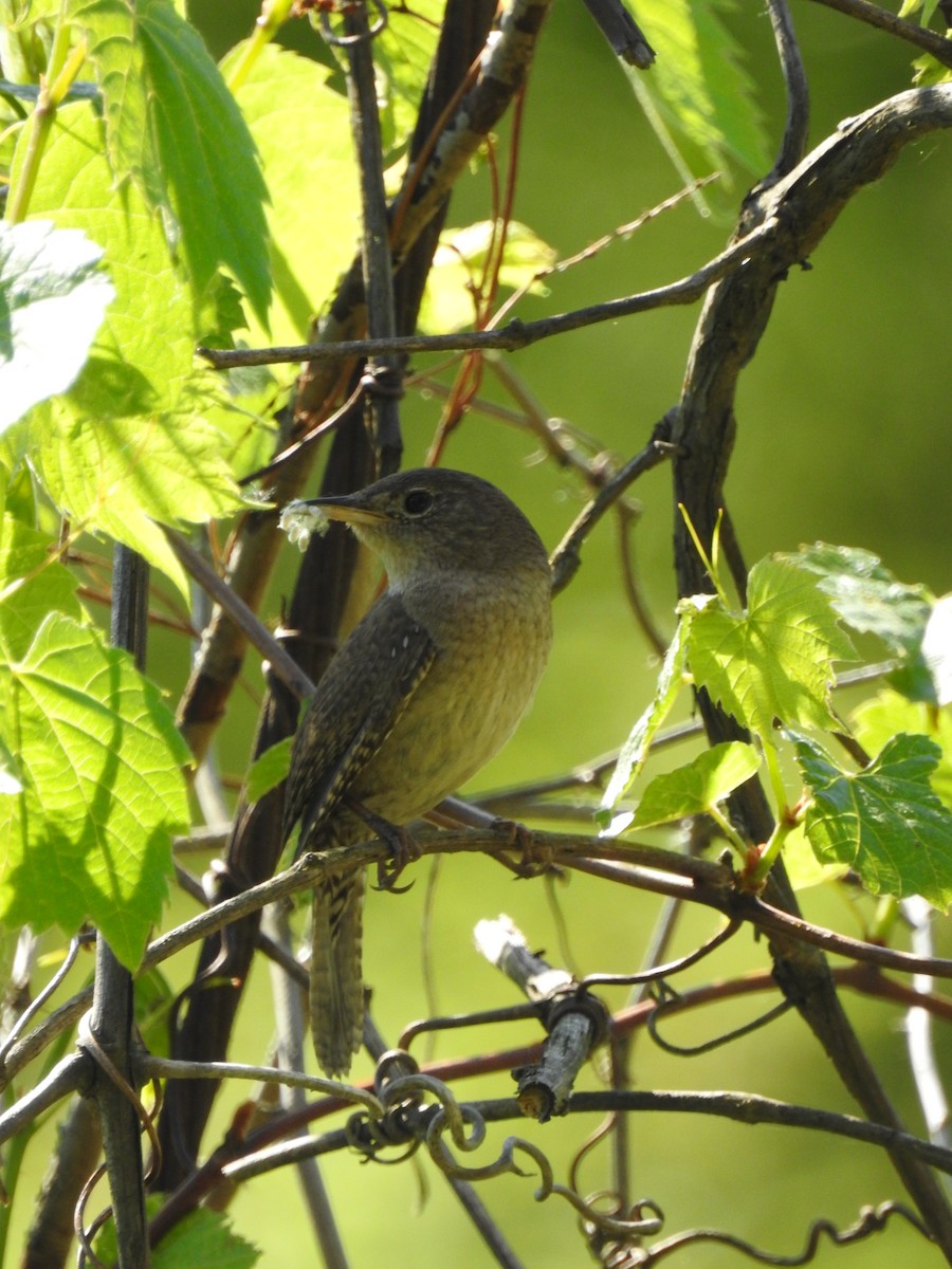 House Wren - ML339457641