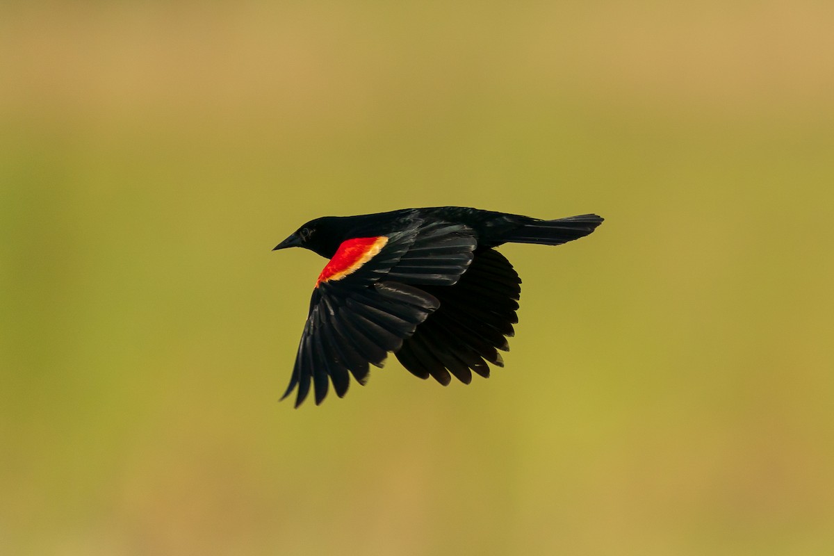Red-winged Blackbird - ML339458461
