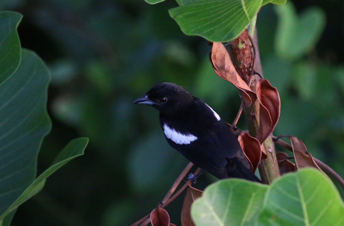 White-shouldered Tanager - ML33945851