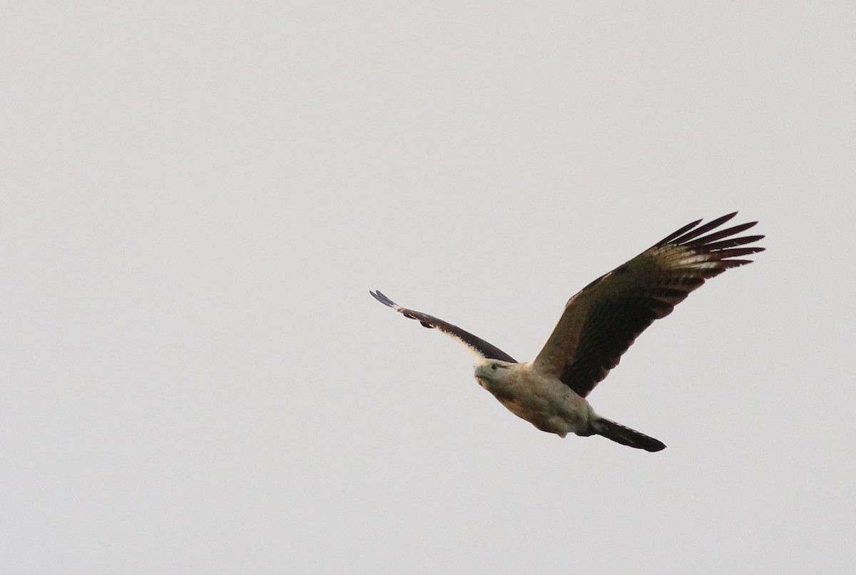 Yellow-headed Caracara - ML33945921