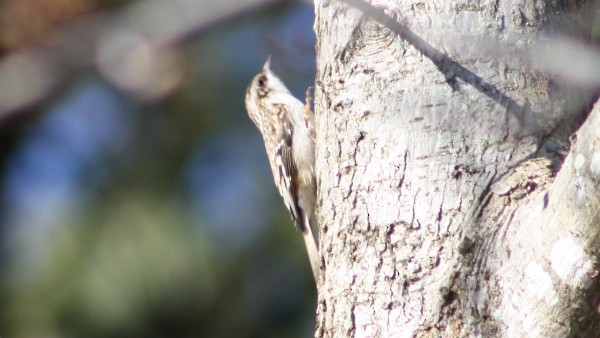 Brown Creeper - ML33945941