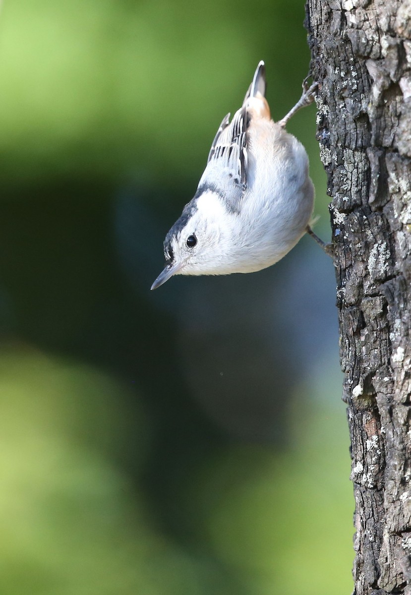 White-breasted Nuthatch - ML339459411