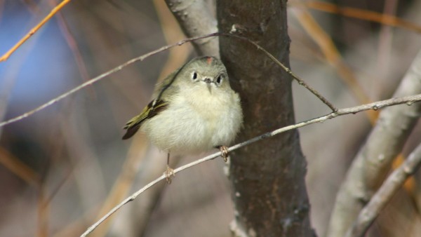 Ruby-crowned Kinglet - ML33945951