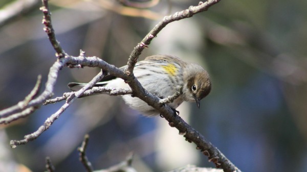 Yellow-rumped Warbler (Myrtle) - ML33945981