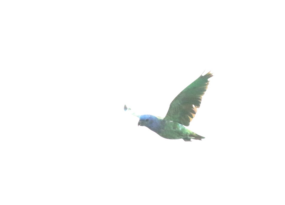 Blue-headed Parrot - ML33946041