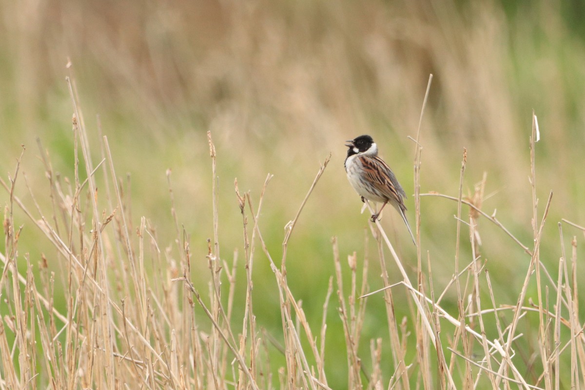 Reed Bunting - ML339460551