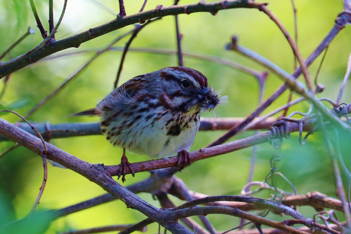 Song Sparrow - ML339460611