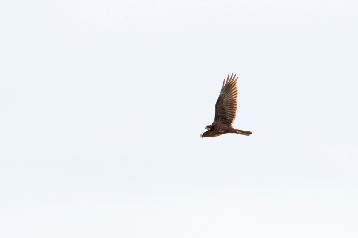 Western Marsh Harrier - ML339461071